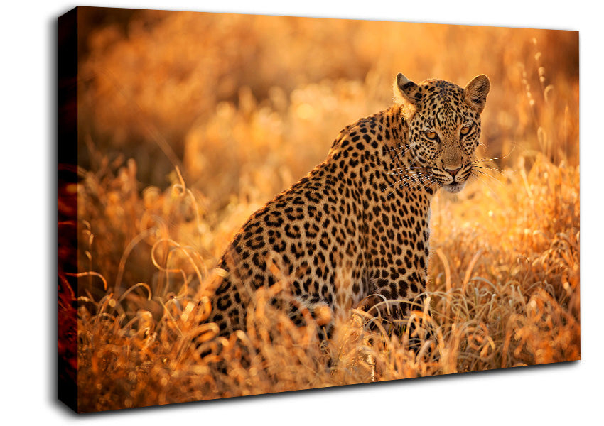 Leopard Sunset Canvas Wall Art