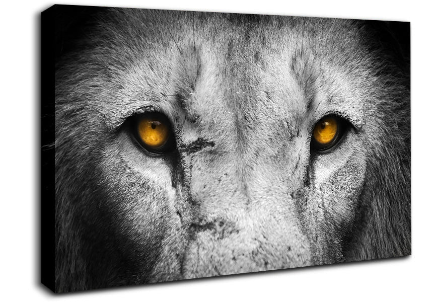 Lion Eyes Canvas Wall Art