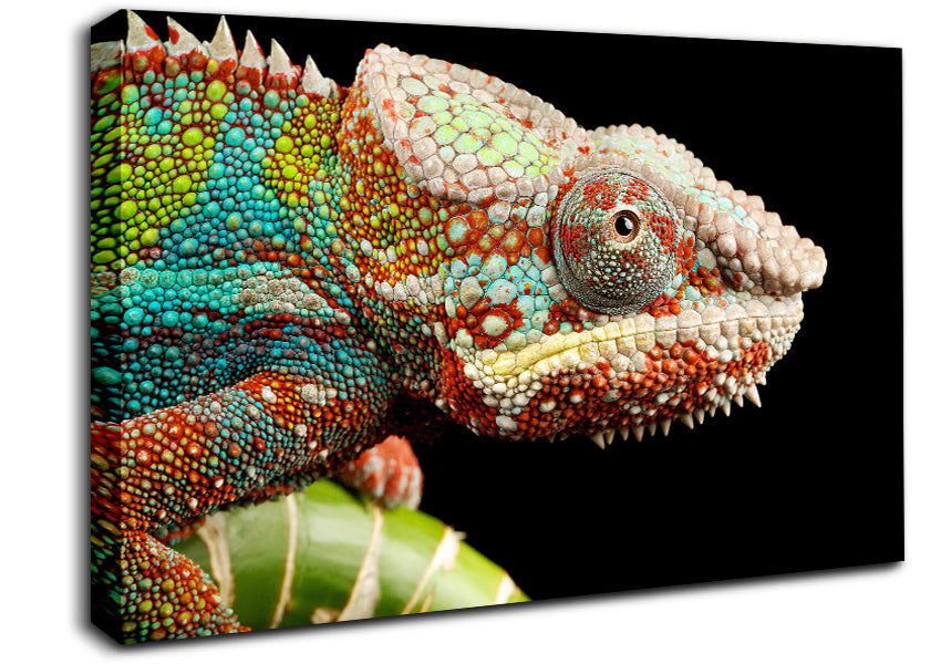 Chameleon Face Canvas Wall Art
