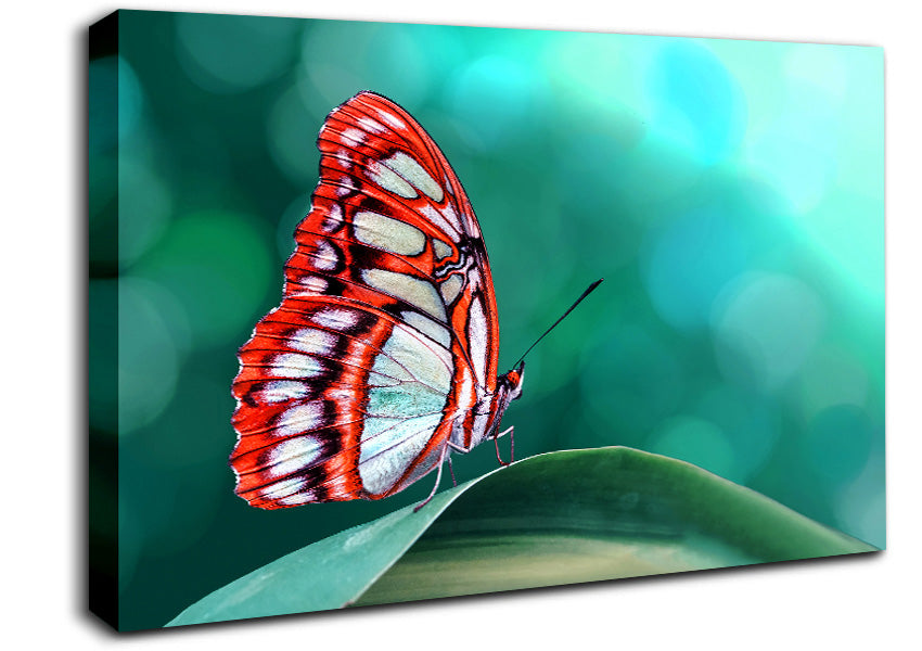 Butterfly Wings 1 Canvas Wall Art