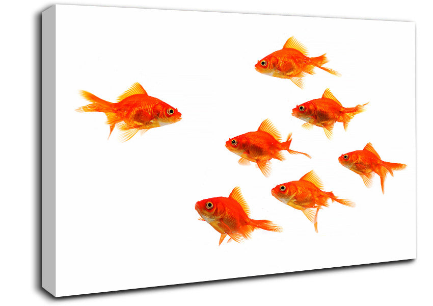 Goldfish Leader Canvas Wall Art