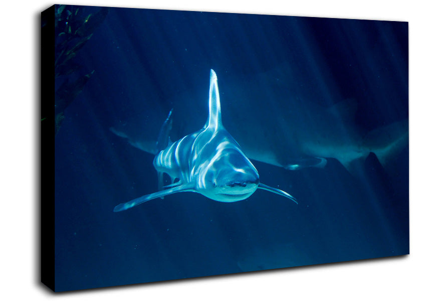 Shark Waters Canvas Wall Art