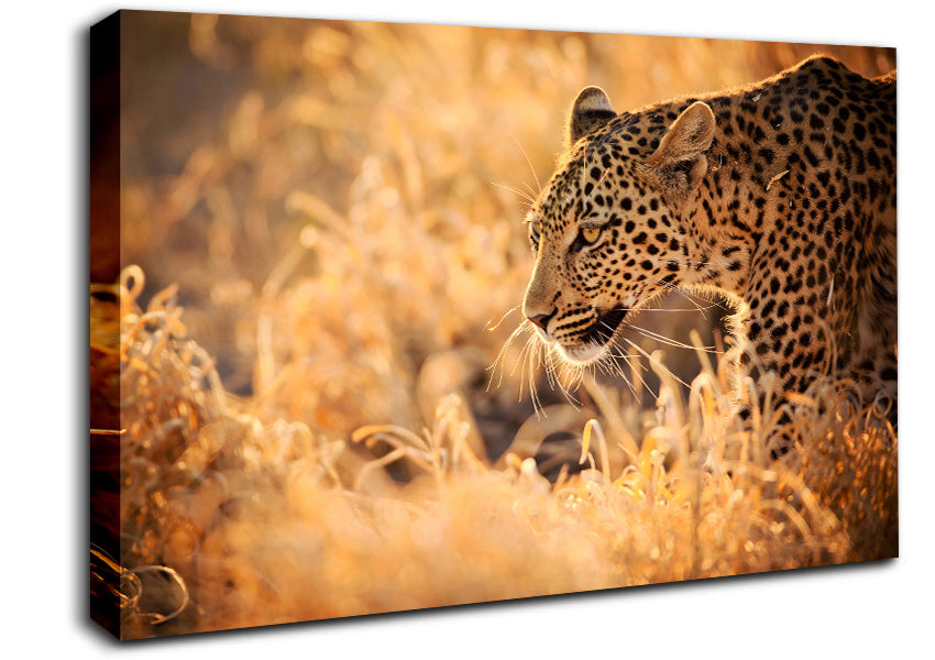 Leopard Wonder Canvas Wall Art