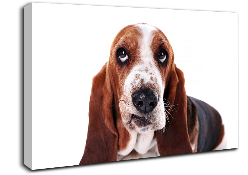 Basset Hound Look Canvas Wall Art