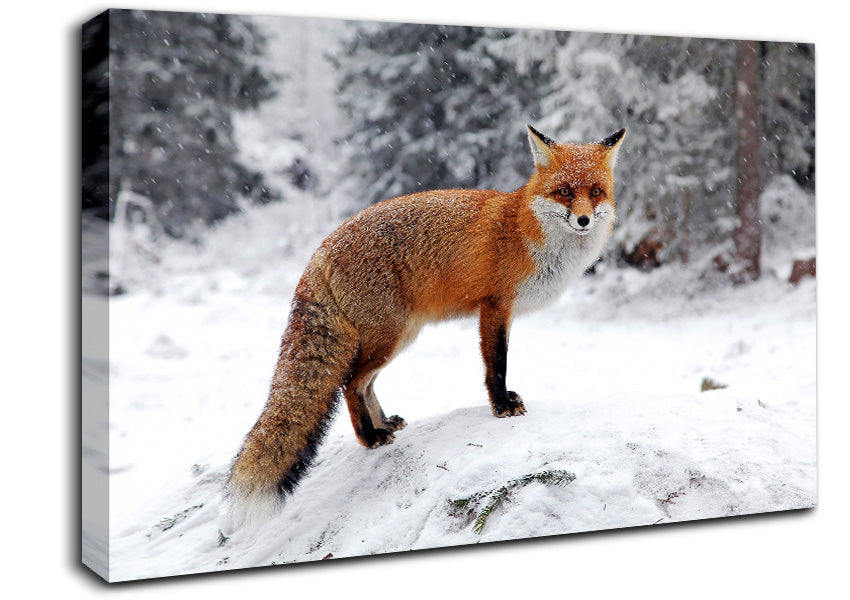 Snow Fox Canvas Wall Art