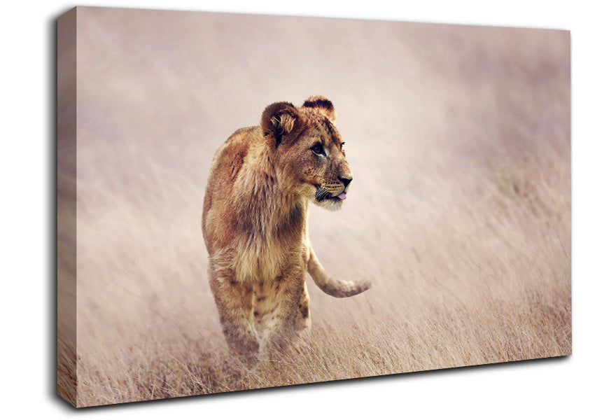 Lioness Teen Canvas Wall Art
