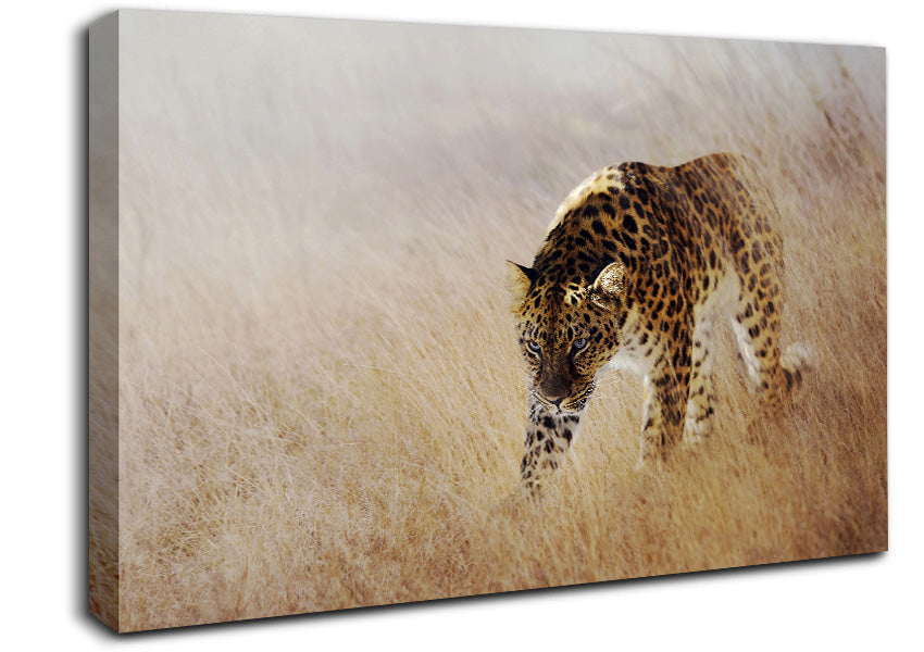 Prowling Leopard Canvas Wall Art