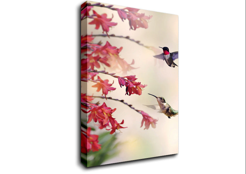 Hummingbird Delight Canvas Wall Art