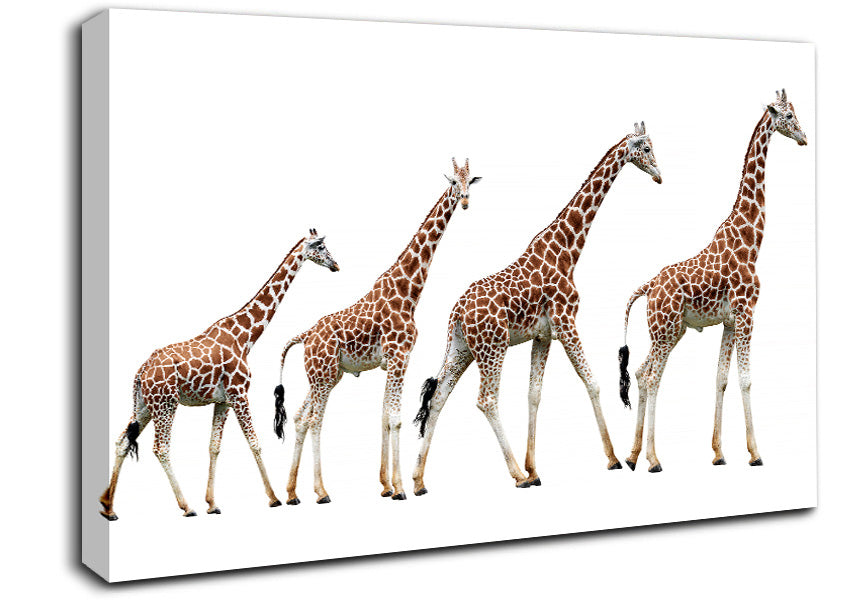 Giraffe Lineup Canvas Wall Art