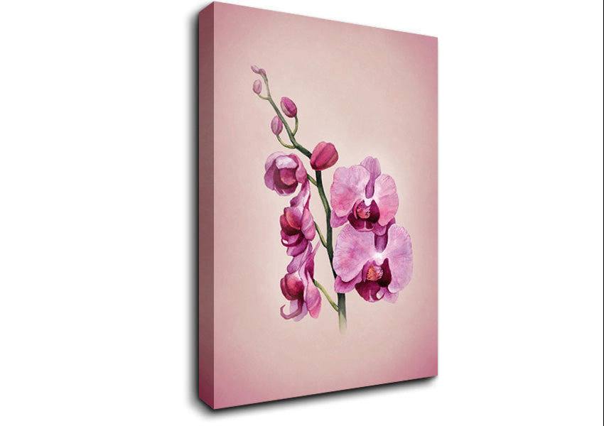 Pink Orchid Canvas Wall Art