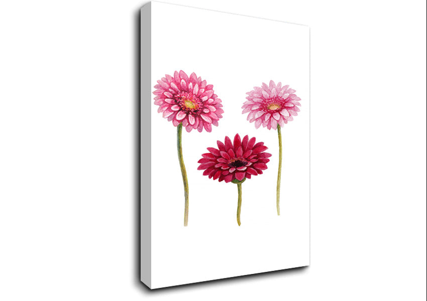 Pink Aster Canvas Wall Art