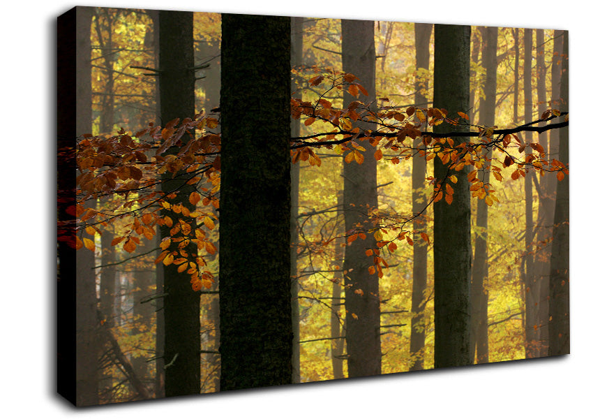 Golden Light Through The Trees Canvas Wall Art