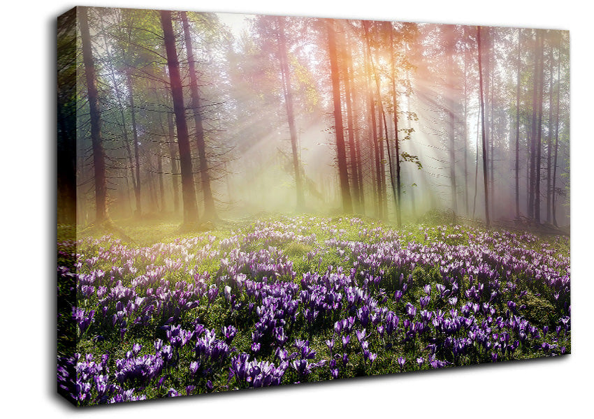 Sun Through The Bluebell Woodland Canvas Wall Art