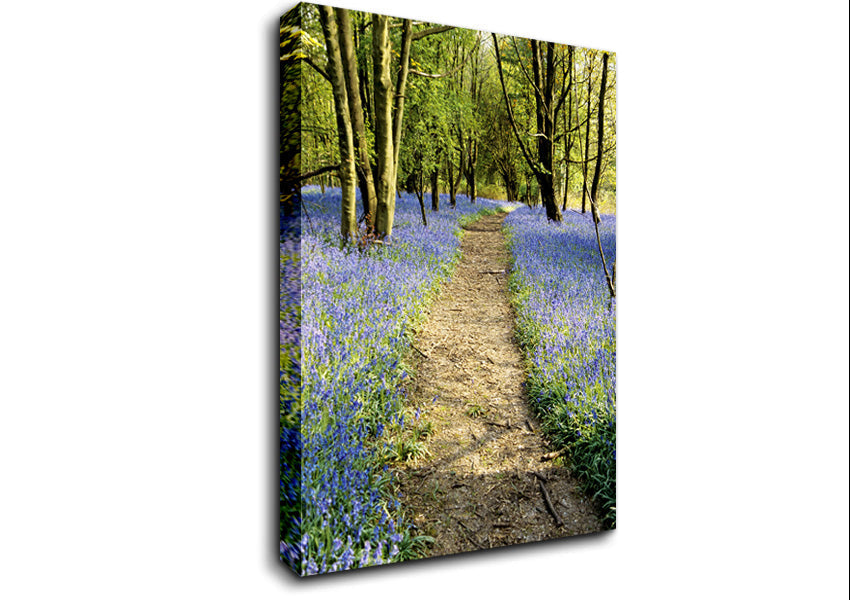 Bluebell Path Canvas Wall Art