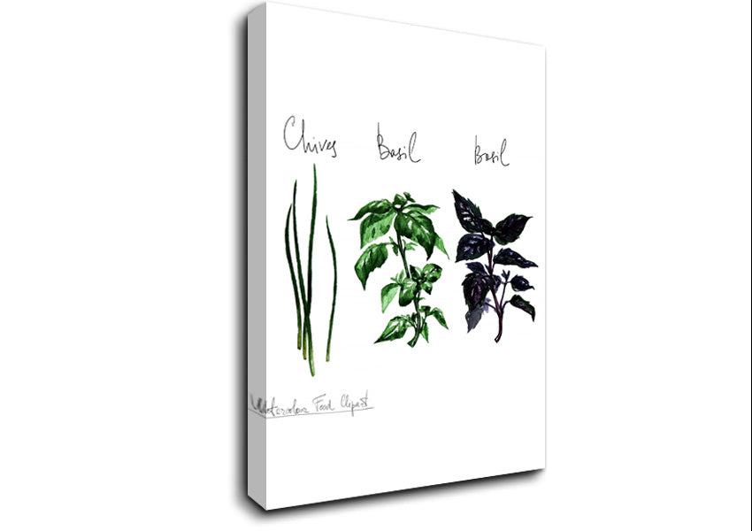 Herb Selection 4 Canvas Wall Art