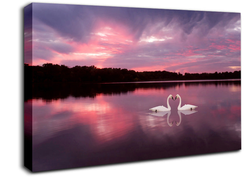 Perfect Swan Waters Canvas Wall Art