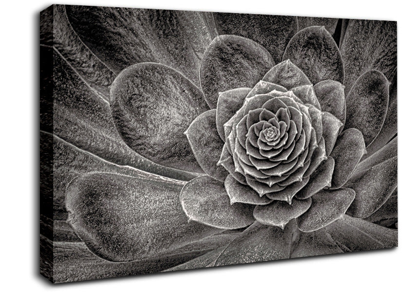 Cabbage Leaves Canvas Wall Art