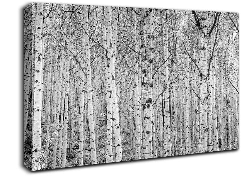Just Silver Birch Canvas Wall Art