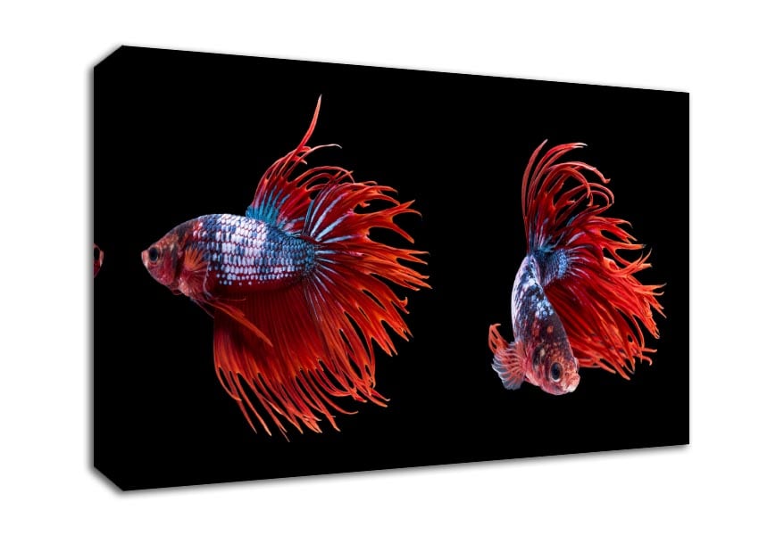 Siamese Fighters Canvas Wall Art