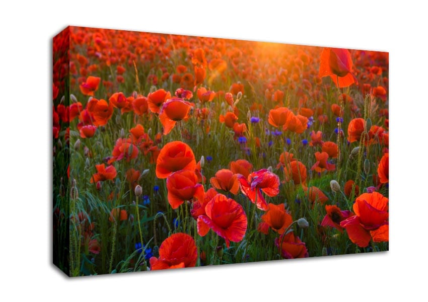 Red Poppies sun ray Canvas Wall Art