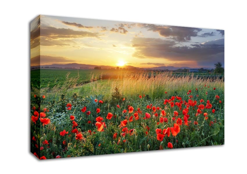 Red poppies in the green countryside Canvas Wall Art