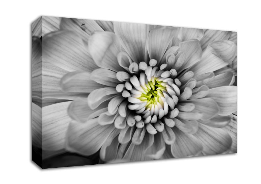 Close up flower in black and white Canvas Wall Art
