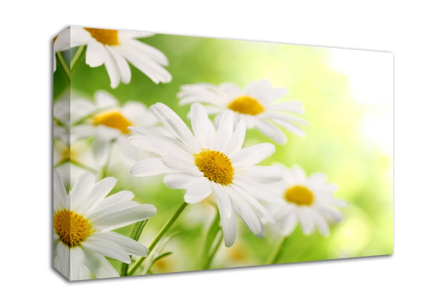Daisies up close glowing Canvas Wall Art