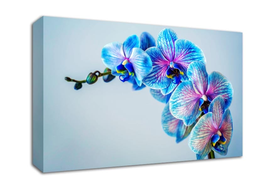 Blue orchids close up Canvas Wall Art