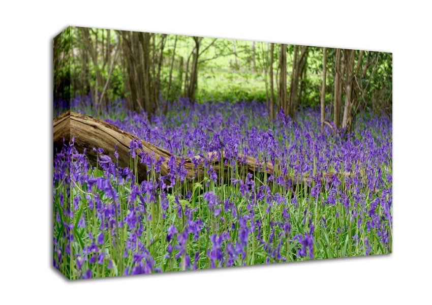 Purple flowers in the meadow Canvas Wall Art