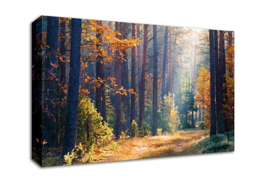 Forest of tall trees Canvas Wall Art