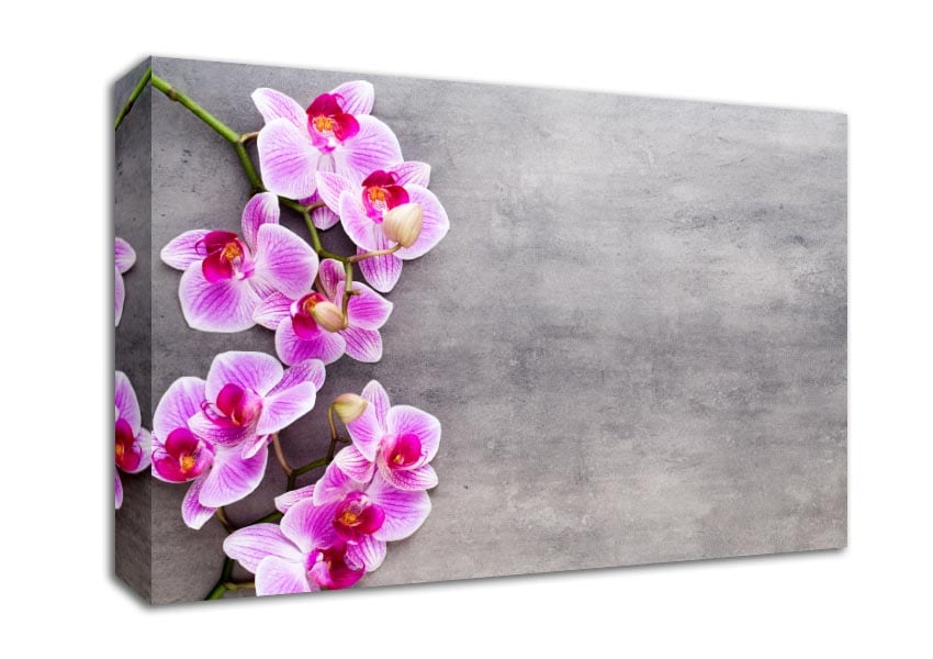 Pink Orchids on grey Canvas Wall Art