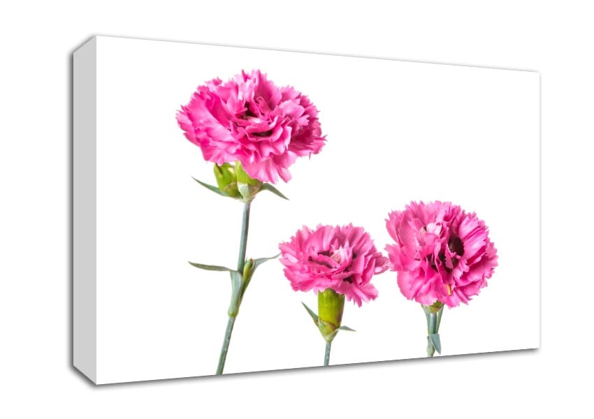 Pink flowers standing up Canvas Wall Art