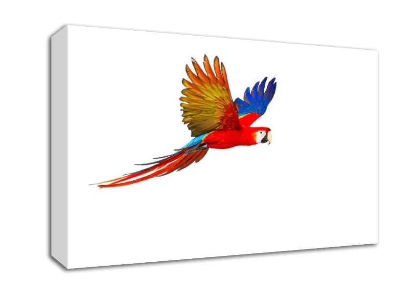 parrot in flight Canvas Wall Art