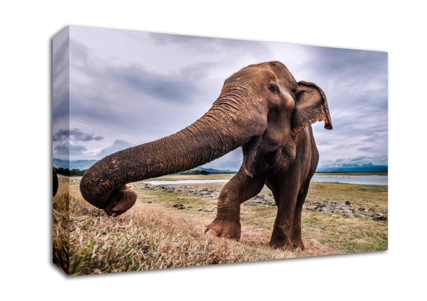 Elephant coming up close Canvas Wall Art