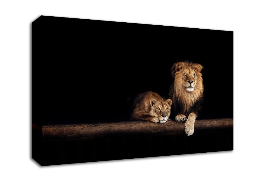 Lions resting in the dark Canvas Wall Art