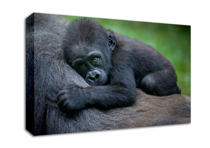 Baby gorilla Holding on Canvas Wall Art