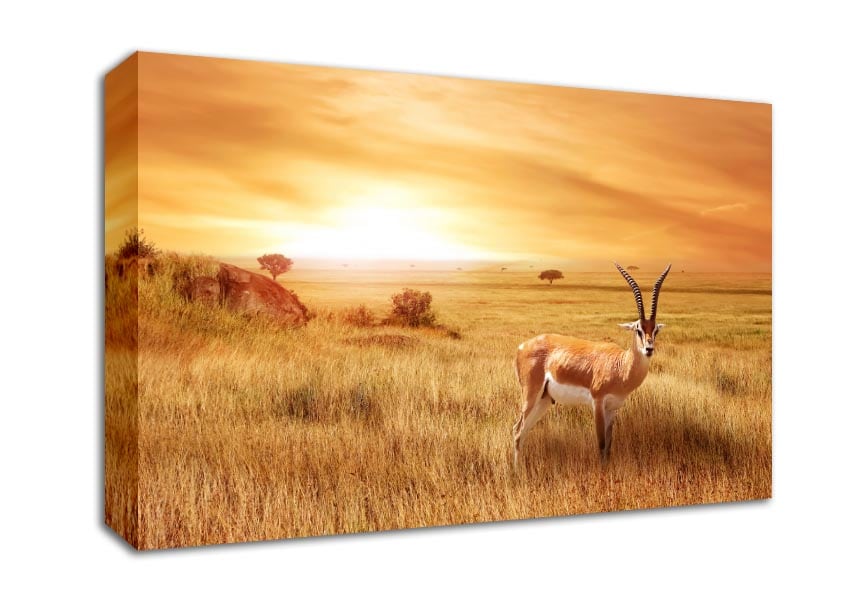 Gazelle in the grasslands Canvas Wall Art