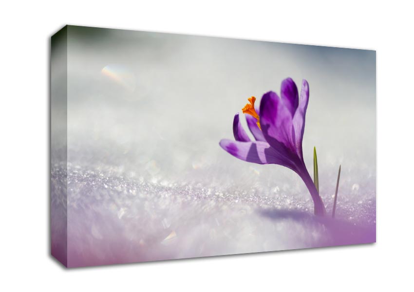 Purple Crocus flower Canvas Wall Art