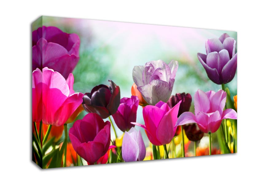 Multiple coloured tulips Canvas Wall Art