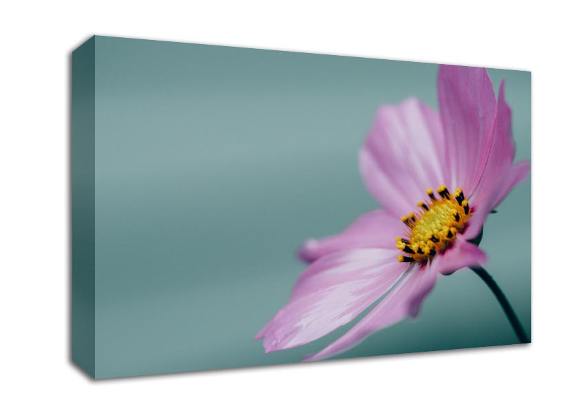 Flower shot from the side pink Canvas Wall Art