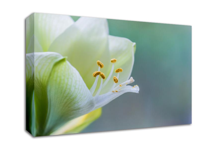 White flower with pollen Canvas Wall Art