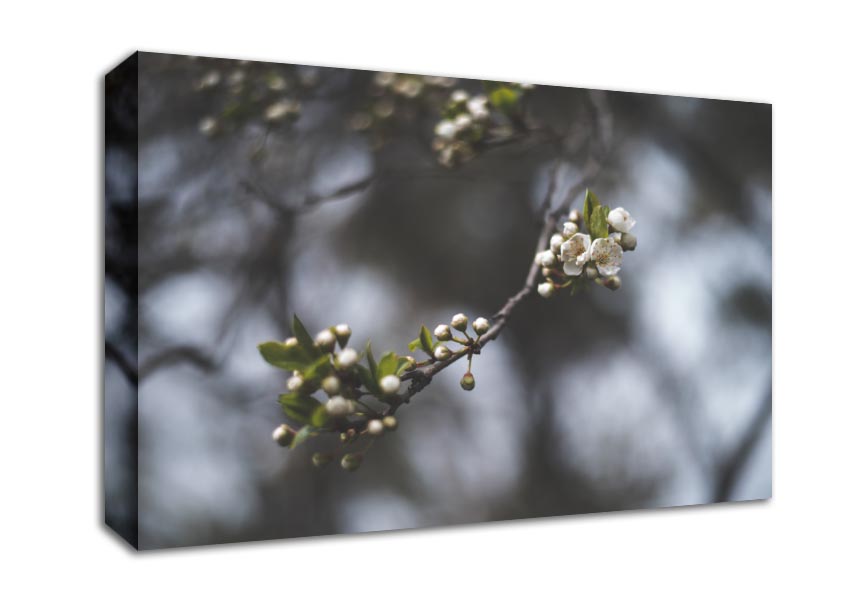 White blossom tree in soft focus Canvas Wall Art