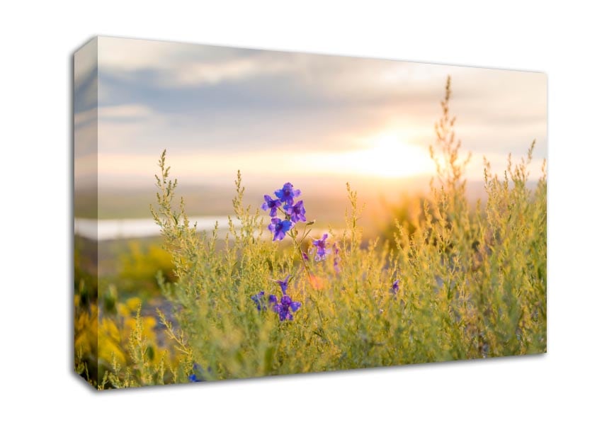 Purple flower suspended in the sunlight Canvas Wall Art