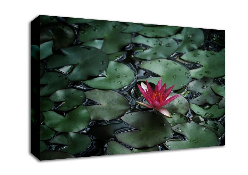 Lotus peering above the lilly pads Canvas Wall Art