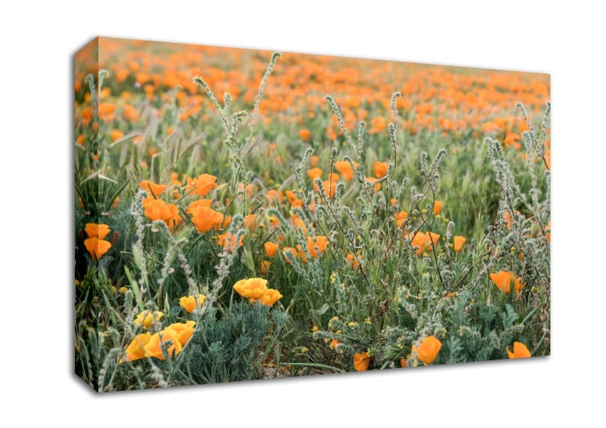 Orange flowers in the spring field Canvas Wall Art