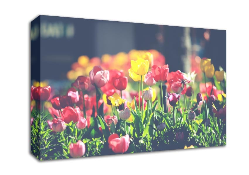 Low contrast tulips Canvas Wall Art