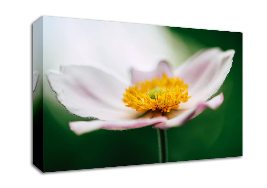 Landing pad flower Canvas Wall Art