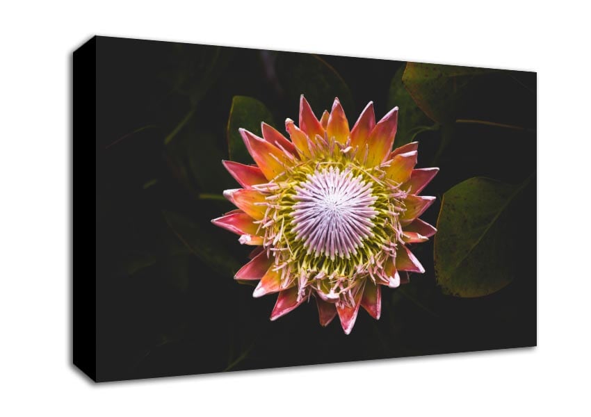 Star big flower Canvas Wall Art