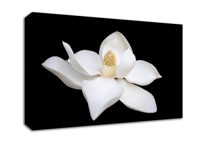 White flower on black delicate Canvas Wall Art