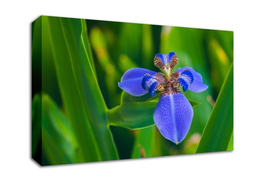 Tiny blue flower in shot Canvas Wall Art